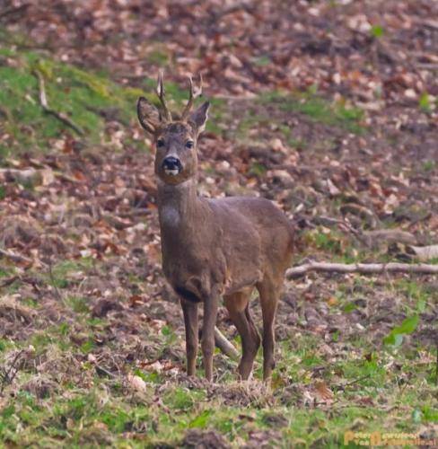 2018-04-11 Herikhuizerveld 009