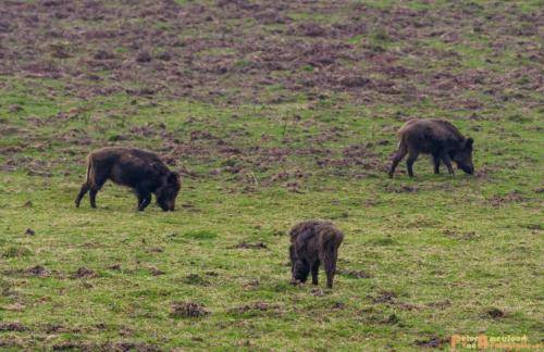2018-04-11 Herikhuizerveld 011