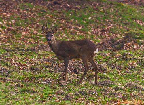 2018-04-11 Herikhuizerveld 014