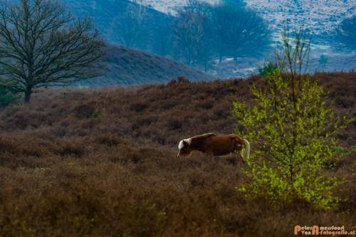 2018-04-11 Herikhuizerveld 020