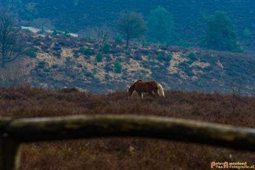 2018-04-11 Herikhuizerveld 022
