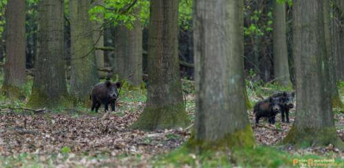 2018-04-27 HogeVeluwe 001