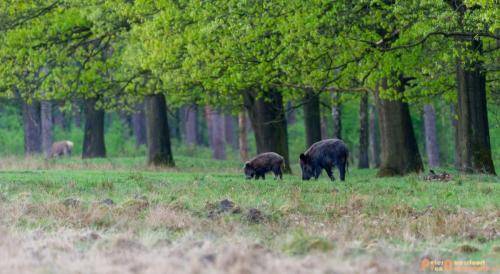 2018-04-27 HogeVeluwe 003