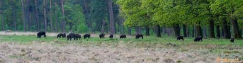 2018-04-27 HogeVeluwe 004