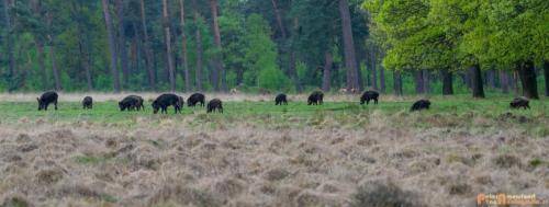 2018-04-27 HogeVeluwe 005