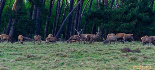 2018-04-27 HogeVeluwe 010