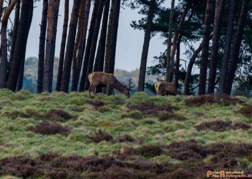 2018-04-27 HogeVeluwe 011