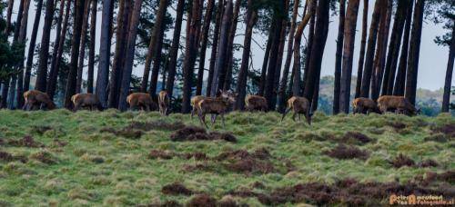 2018-04-27 HogeVeluwe 012