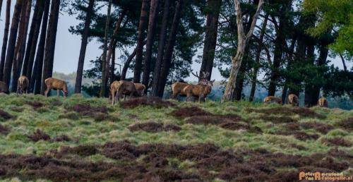 2018-04-27 HogeVeluwe 016