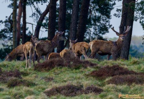 2018-04-27 HogeVeluwe 017