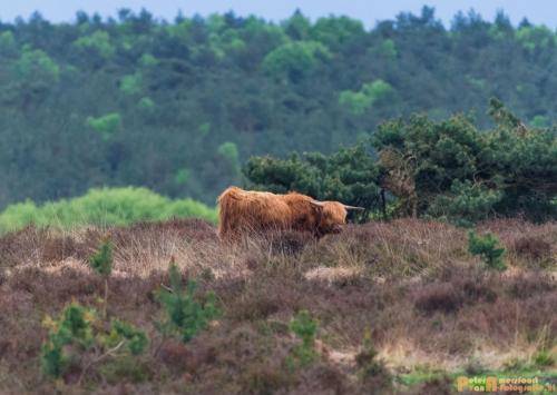 2018-04-30 Schotse Hooglanders Terletse Heide 002
