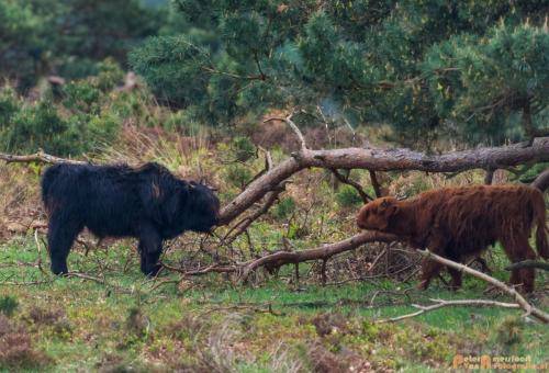 2018-04-30 Schotse Hooglanders Terletse Heide 004