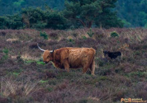 2018-04-30 Schotse Hooglanders Terletse Heide 006