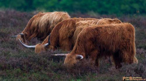 2018-04-30 Schotse Hooglanders Terletse Heide 011