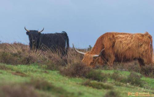 2018-04-30 Schotse Hooglanders Terletse Heide 014