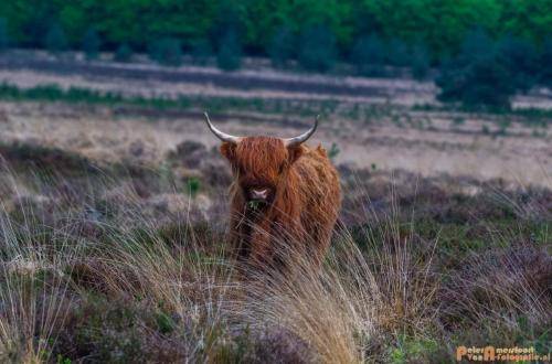 2018-04-30 Schotse Hooglanders Terletse Heide 016