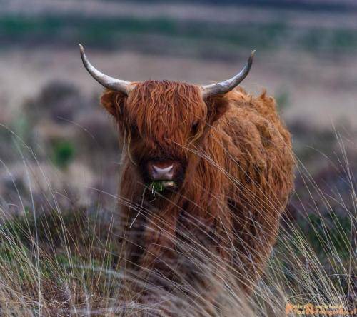 2018-04-30 Schotse Hooglanders Terletse Heide 017