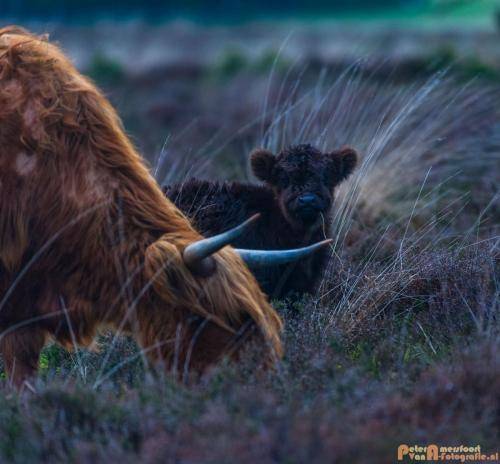 2018-04-30 Schotse Hooglanders Terletse Heide 018
