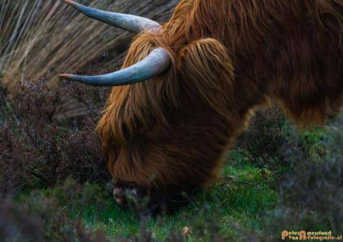 2018-04-30 Schotse Hooglanders Terletse Heide 021