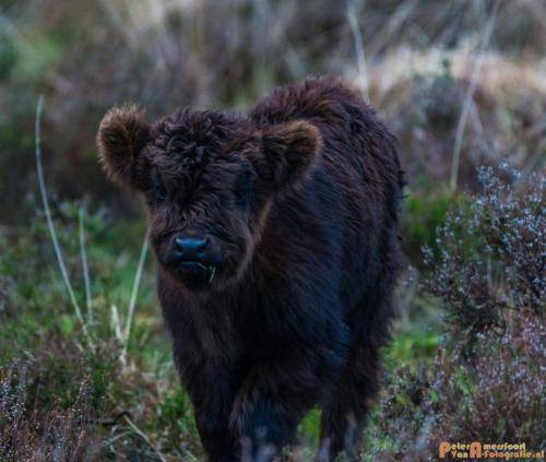 2018-04-30 Schotse Hooglanders Terletse Heide 023