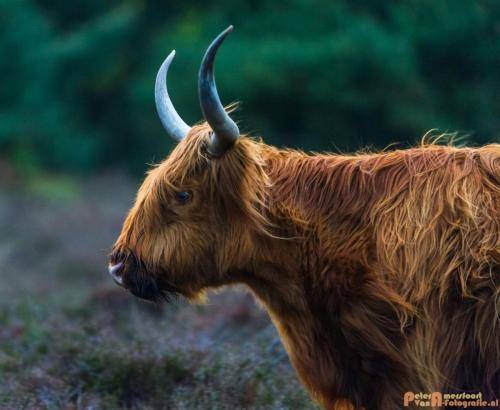 2018-04-30 Schotse Hooglanders Terletse Heide 026