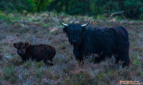 2018-04-30 Schotse Hooglanders Terletse Heide 027
