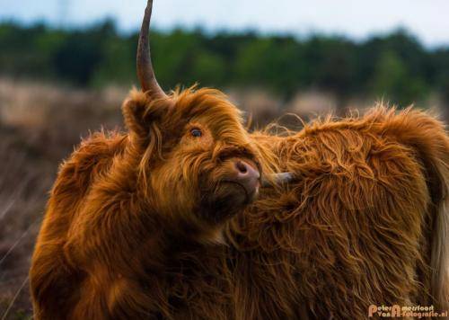 2018-04-30 Schotse Hooglanders Terletse Heide 029