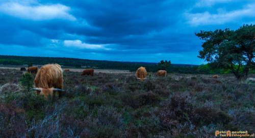 2018-04-30 Schotse Hooglanders Terletse Heide 032