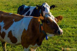 2017-06-26 Koeien Groessen-02