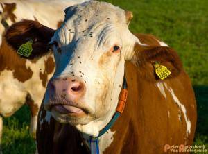 2017-06-26 Koeien Groessen-03