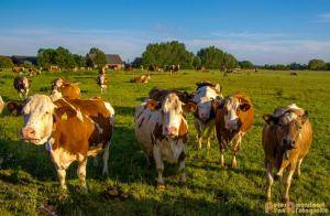 2017-06-26 Koeien Groessen-04