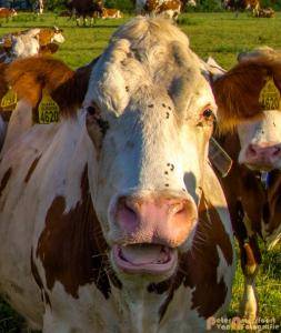 2017-06-26 Koeien Groessen-05