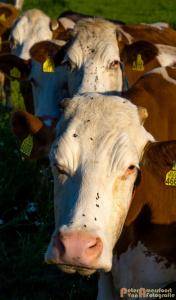 2017-06-26 Koeien Groessen-06