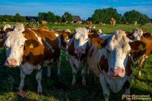 2017-06-26 Koeien Groessen-07