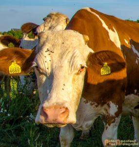 2017-06-26 Koeien Groessen-08