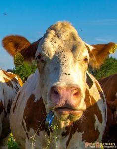 2017-06-26 Koeien Groessen-09