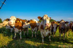 2017-06-26 Koeien Groessen-10