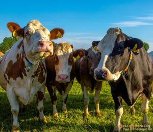 2017-06-26 Koeien Groessen-12
