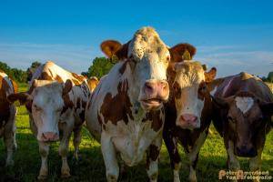 2017-06-26 Koeien Groessen-13