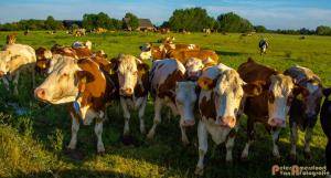 2017-06-26 Koeien Groessen-14