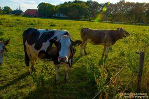 2017-06-26 Koeien Groessen-15