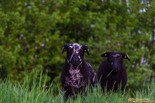 2018-04-19 Doesburg 008