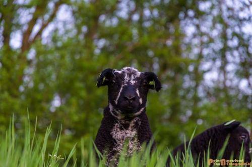 2018-04-19 Doesburg 009