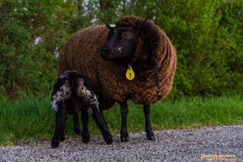 2018-04-19 Doesburg 012